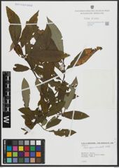 Foto von Salix appendiculata Vill.